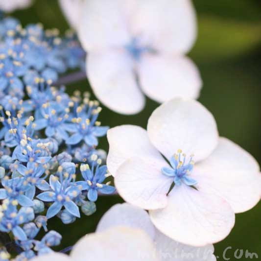 青いガクアジサイ 額アジサイ 紫陽花 花の写真 花言葉 みみみんブログ