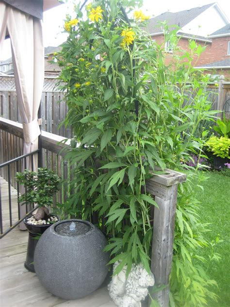 Learn tips for using tropical flowers in your yard. 7 Foot Tall Bushy Plant With 2-3 Inch Yellow Flowers