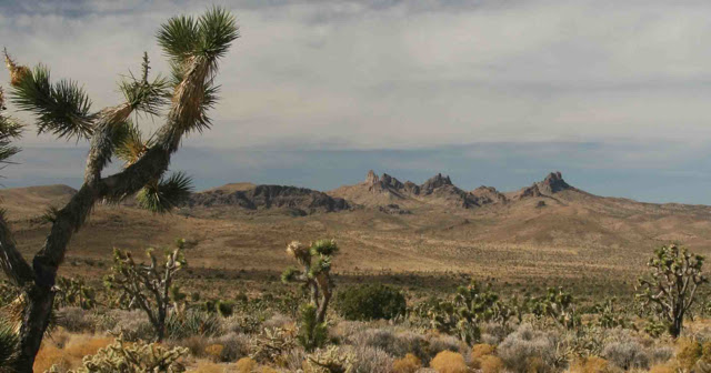 Treehuggers International The Beating Heart Of The Mojave Desert