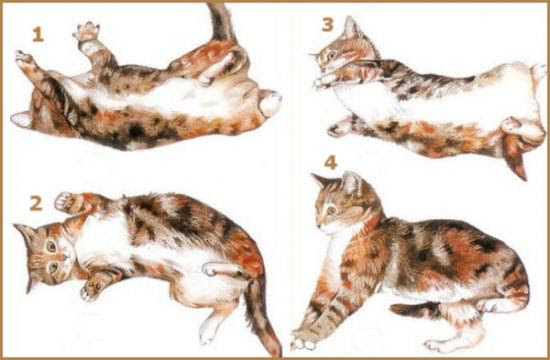 Le chat retombe sur ses pattes