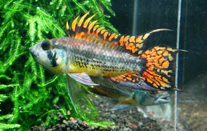 アピストグラマ カカトゥオイデス ドイツブリード 熱帯魚図鑑レヨンベールアクア