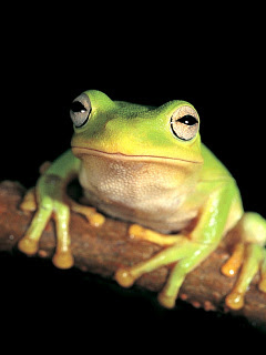 カエル ペタペタ カエル の待ち受け画像 壁紙 動物 パラダイス