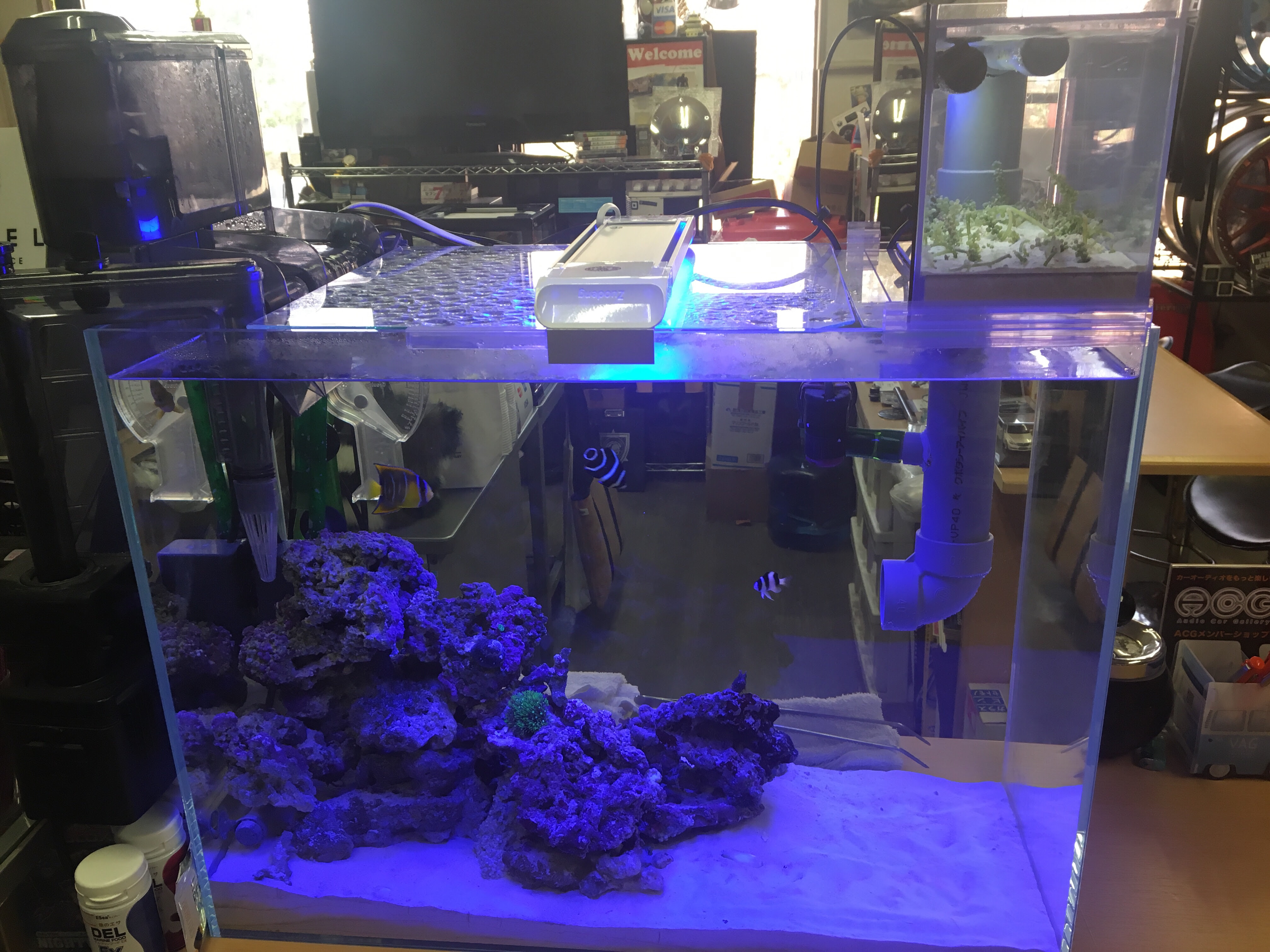自作リフジウム完成 Aqua Friends