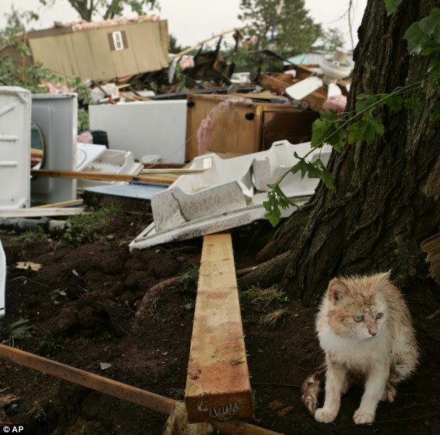 A muddy kitten takes cover next to a tree