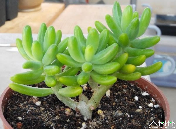 八千代 多肉植物 大树林植物网