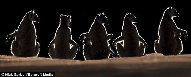 Ring-tailed Lemurs basking in the sun at dawnn at Berenty Private Reserve, southern Madagascar.