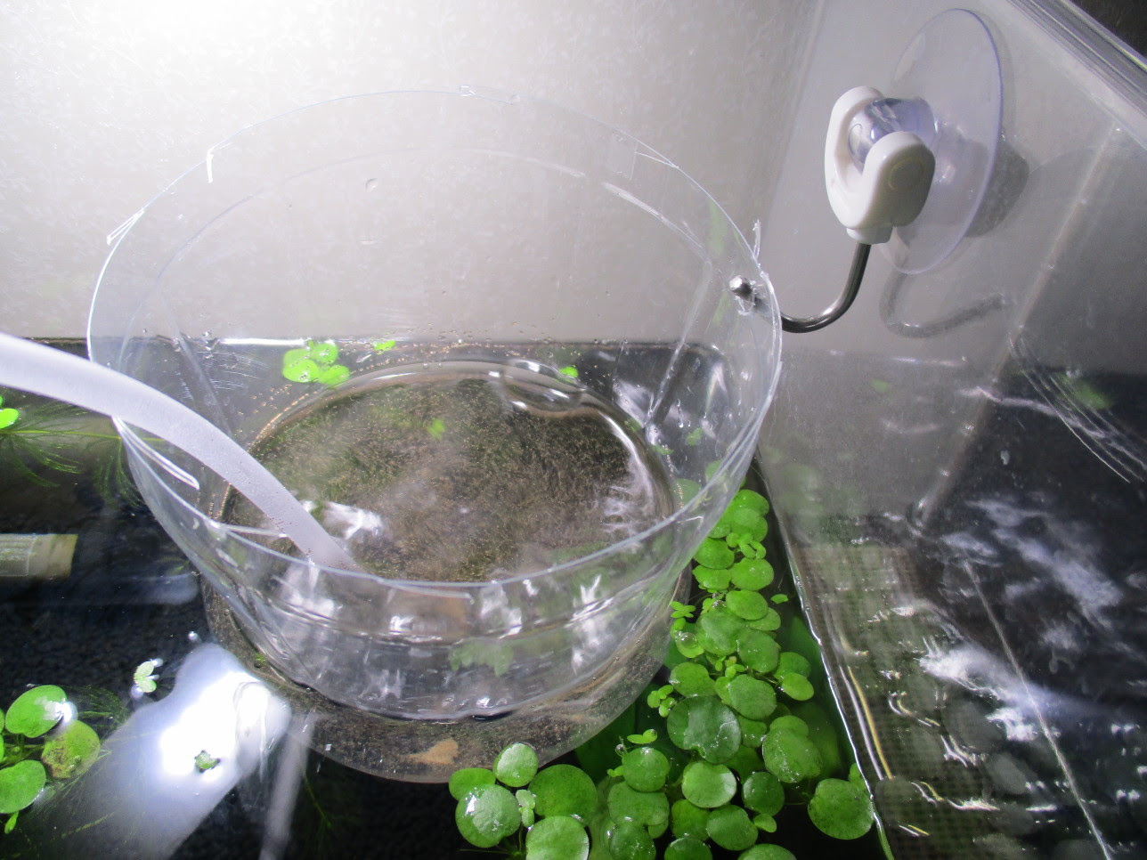 ベタ稚魚一ヶ月の成長録 エサ 環境 タンクメイトなど Solalias