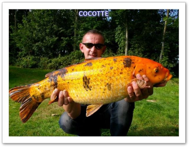 Au domaine de la Koi Les carpes Au domaine de la Koi Les carpes