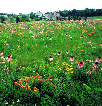 Landscape Design on Landscapes Through Conservation Subdivision Design By Randall Arendt