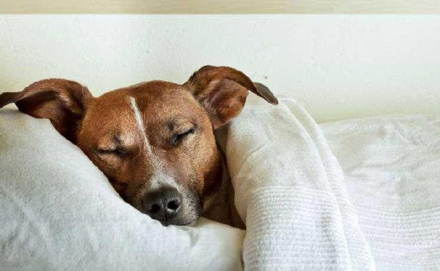 狗狗也有起床气 原来狗狗睡眠不足有这些危害