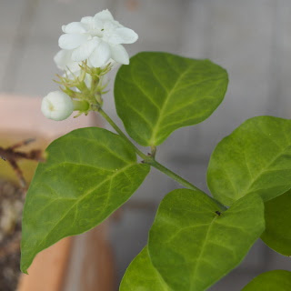 茉莉花