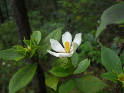 白い花が美しい 甘い香りのガーデニアの花言葉と意味は Hawaiiの風をお届け Aloha Hawaii Mau