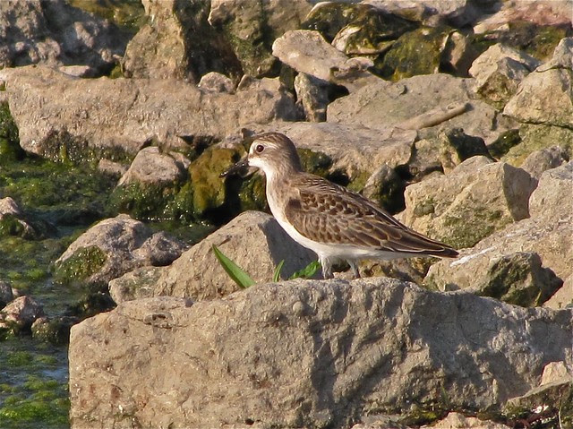 Semipalmated Sandpiper at El Paso Sewage Treatment Center 01