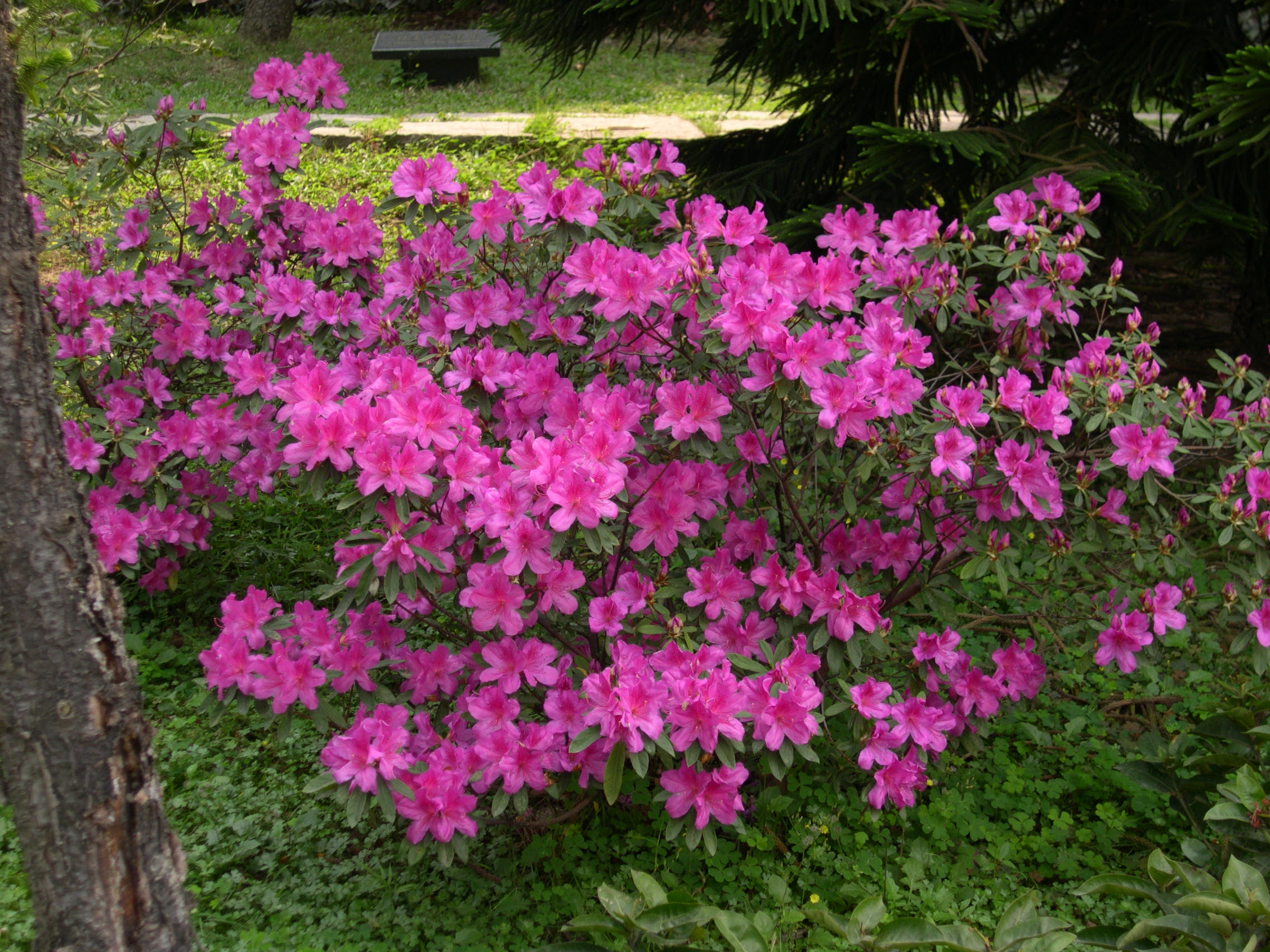 pair of azalea bushes