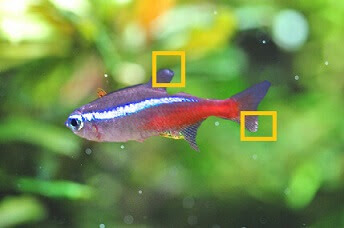 尾ぐされ病の治療方法 業界関係者がコッソリ教える