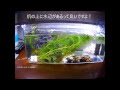 [無料ダウンロード！ √] メダカ 水槽 小さい 245441