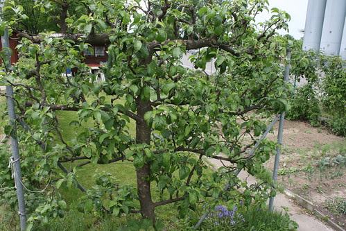 basel garden 014