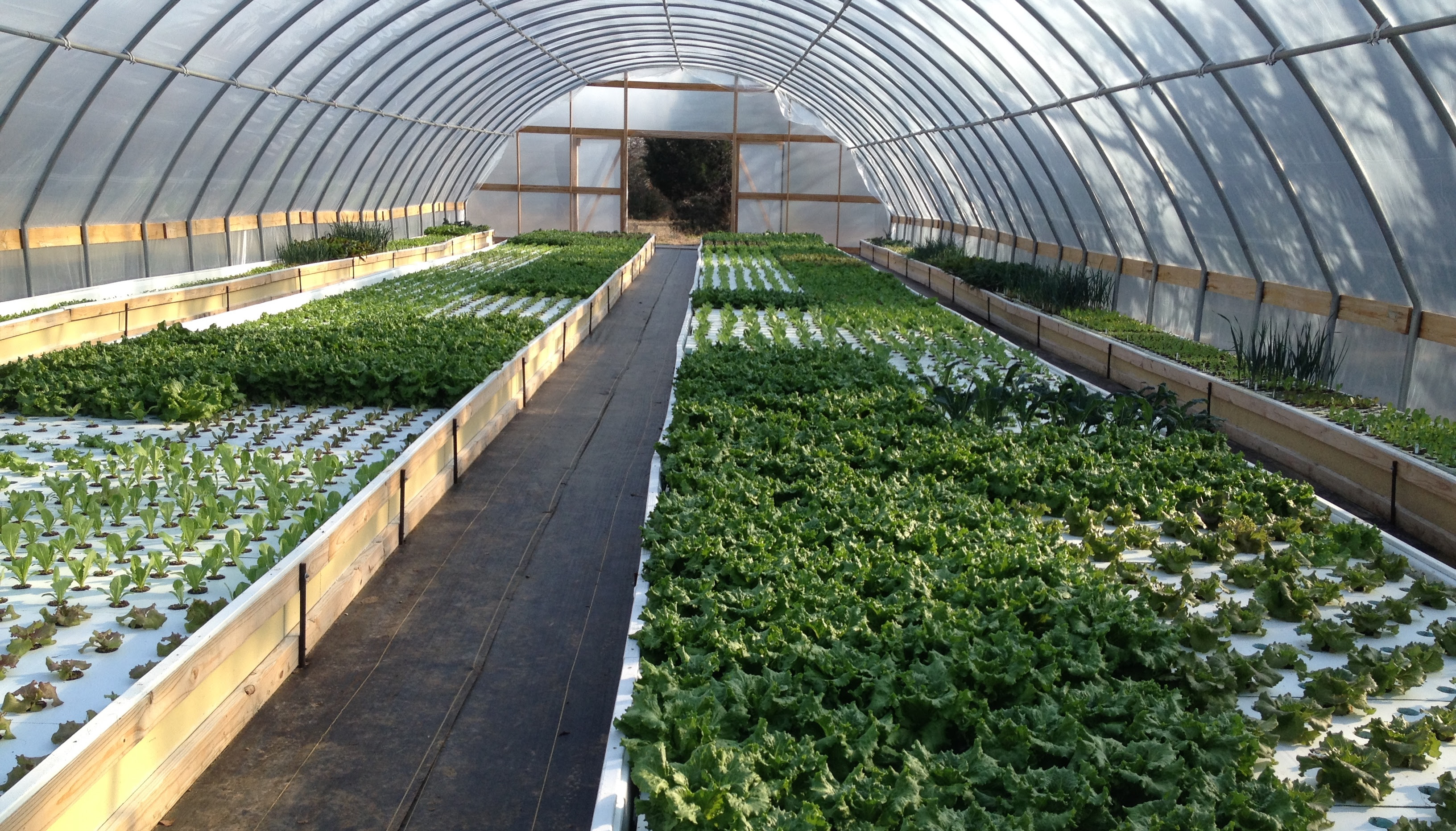 hands-on experience in setting up a functioning greenhouse aquaponics ...
