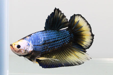 ジャイアントベタについて Betta Gallery Rosso ショーベタに魅せられて