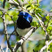 Male variegated fairy wren