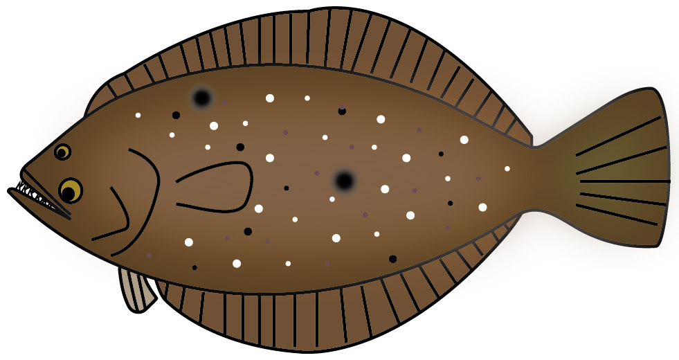 カレイとヒラメのイラスト ブリとヒラマサの違い 見分け方