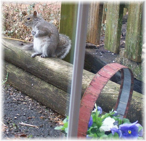 Squirrel