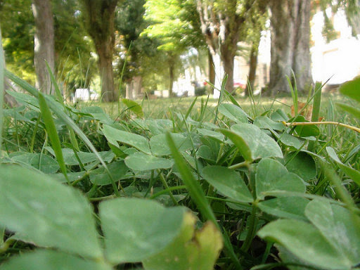 Tipos de plantas ornamentales
