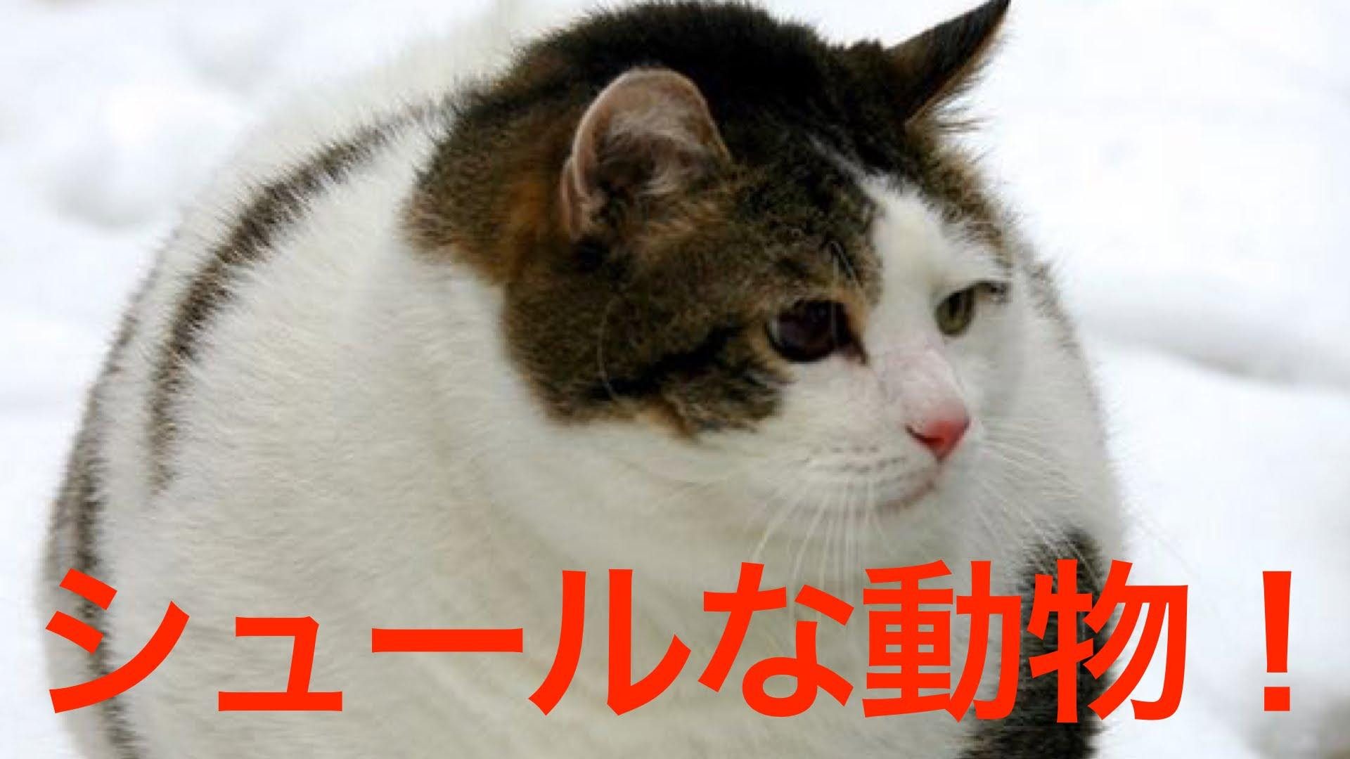 じわじわとくるシュールなおもしろ画像