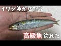 √ 泳がせ釣り 青物 リール 195088-泳がせ釣り 青物 リール