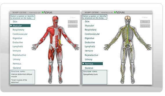 systems of body. 12 major ody systems from