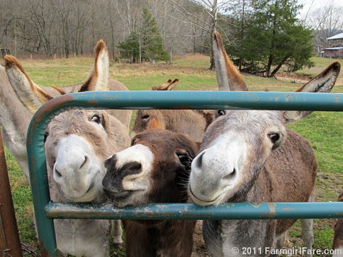 Evie, Gnat, and Esmeralda showing Santa how good they've been - FarmgirlFare.com
