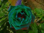 atheana's photo