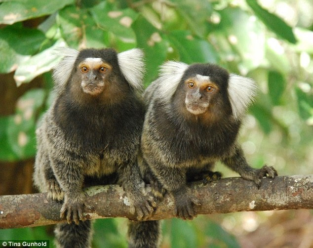 Wild marmosets were chosen because they are native to Brazil, and very social, curious creatures. The species tend to live in small families, ranging on average from five to 15 monkeys, in a clearly defined territories. They can be fierce creatures if someone disturbs their home