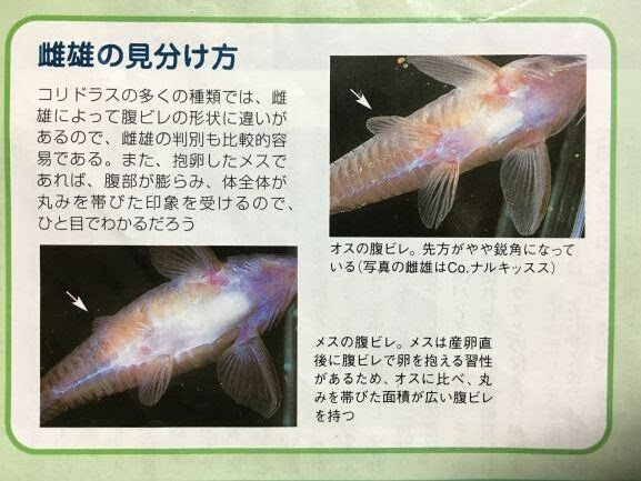 コリドラスが繁殖しない人がチェックしてみる10の項目 気楽にコリドラス