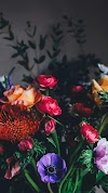 Flowers Iphone Wallpaper