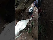 Inilah Lucu Entok kawini bebek dunia binatang, paling dicari!