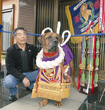 馬絹 吉田さん 千花龍が全国横綱に 土佐犬育てて50年 宮前区 タウンニュース
