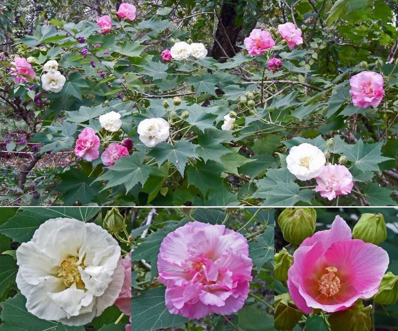 秋の平野神社には優美な白色から酔ったような紅色までの酔芙蓉の花が咲き乱れていました プロフ ユキのブログ