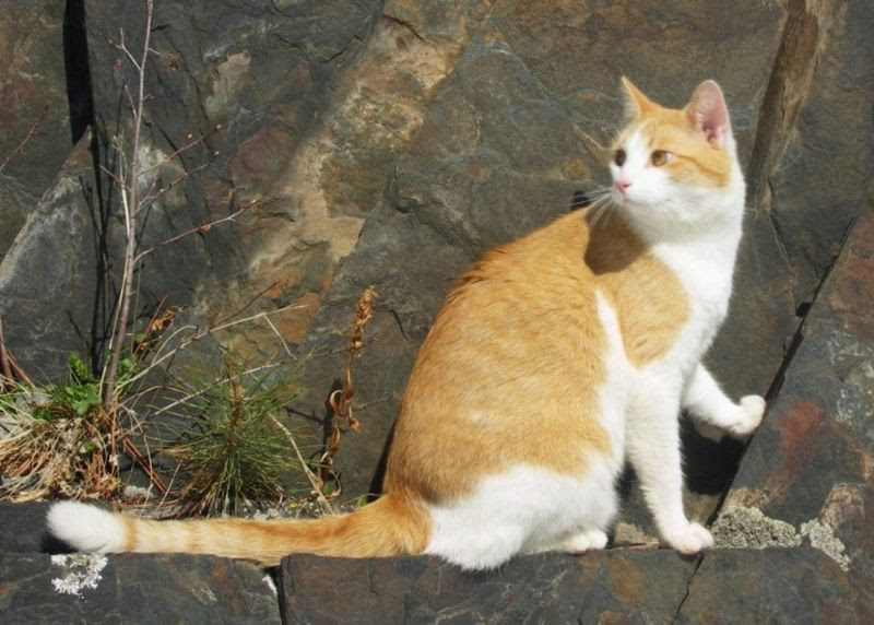 Fichier:Black hills cat-tochichi.jpg