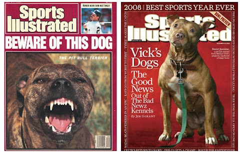 Dogs Long Way Home Race Pitbull - 30 common dog behaviors explained.