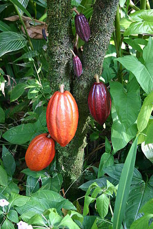 400px-Cocoa_Pods