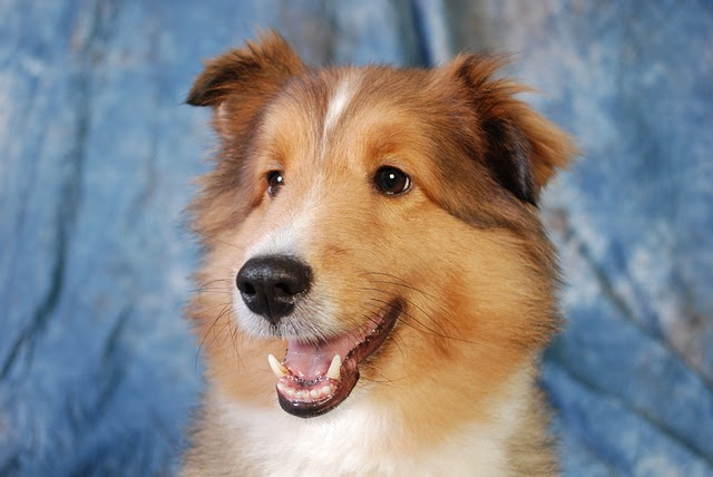 犬に海苔を与えてもいい 含まれる栄養素と効能 与える時の注意点