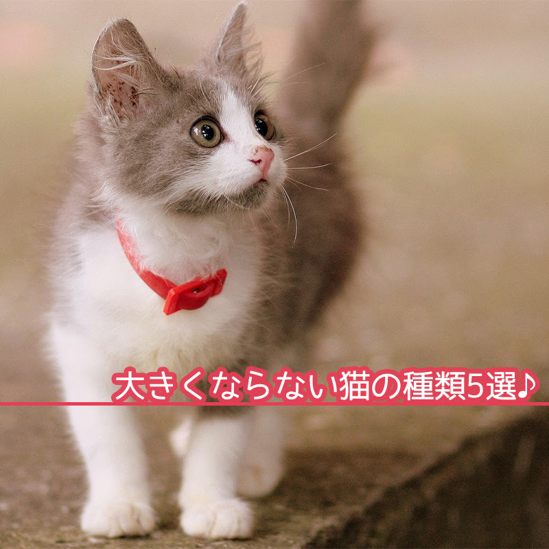 大きくならない猫の種類5選！小型猫の特徴・魅力と飼い方の注意点は？