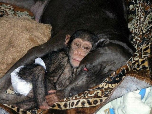 Little Chimpanzee Found a New Family