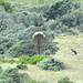 Eland