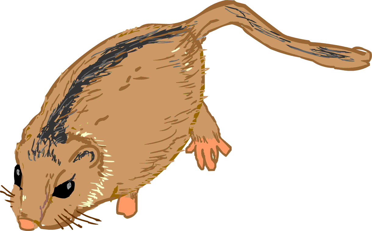 クマ 熊 イラスト 無料 ｇｉｆ