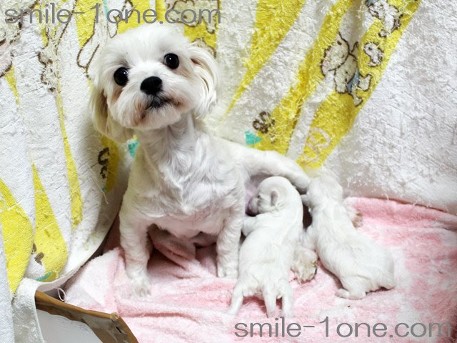 マルチーズの子犬 19 04 18 女の子 埼玉県 関東 生れ ブリーダー情報