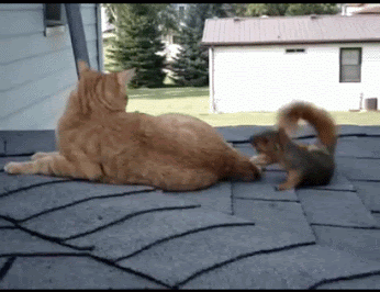 gif, прикол, моменты