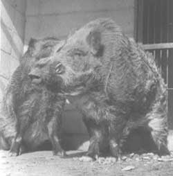 日本の野生動物問題