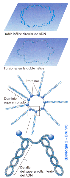 adn07.gif (41937 bytes)